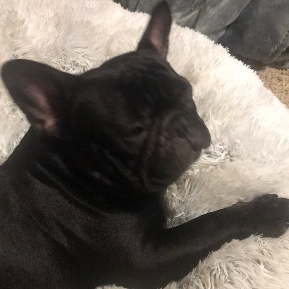 Meet your Posher, Gina - Picture 1 of 1